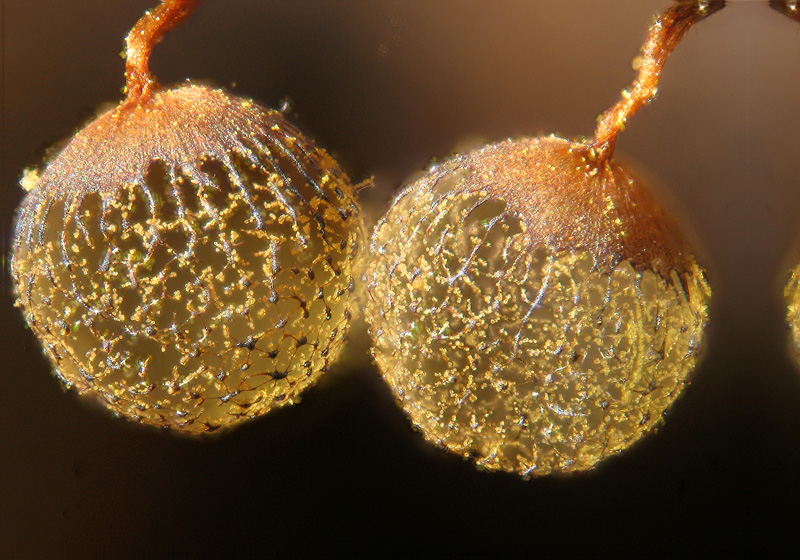 Cribraria (aurantiaca?)